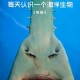 深海触手怪：神秘海洋生物的未解之谜