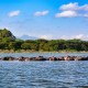 河马栖息地揭秘：神秘河流生态探秘
