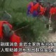 张家界洪水灾情全记录，从网友实拍到官方应对的24小时，张家界洪水灾情24小时直击，网友实拍与官方应急全记录