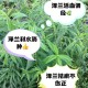 灵兰功的用途解析