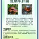 解码9i果冻厂蘑菇的特别之处：独特价值与魅力全揭秘