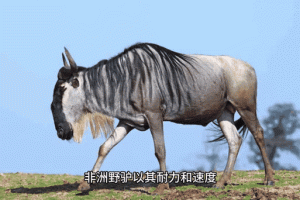 一骑绝尘的动物：盘点地球上速度最快的10种生物