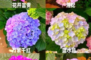 五色球花期多长？揭秘五色球花期持续时间及养护技巧