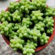玉缀多肉能叶插：探索这种多肉植物的叶插繁殖奥秘