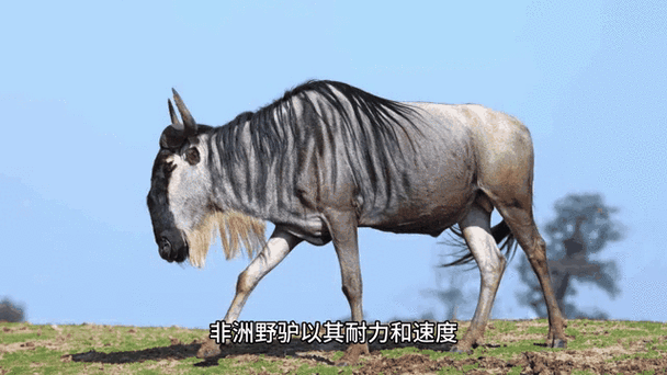 一骑绝尘的动物:盘点地球上速度最快的10种生物