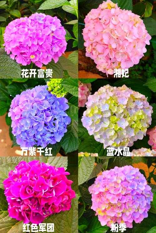 五色球花期多长?揭秘五色球花期持续时间及养护技巧