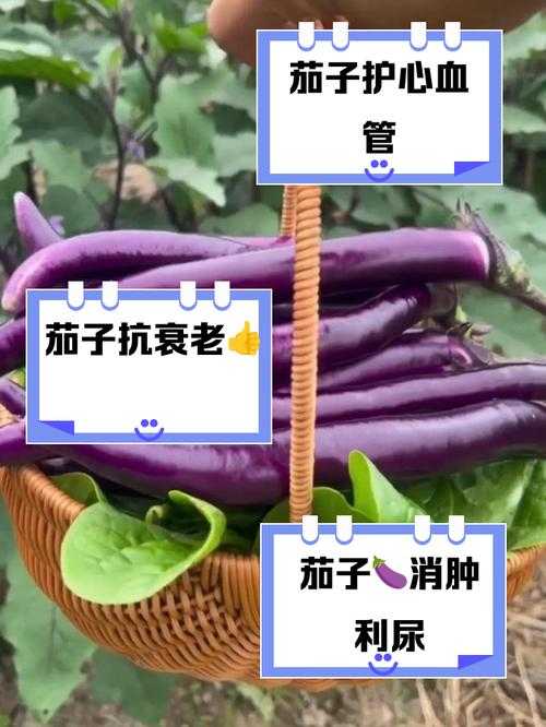 紫色茄子图标App下载  茄子主题应用推荐与功能介绍