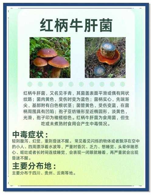 解码9i果冻厂蘑菇的特别之处:独特价值与魅力全揭秘