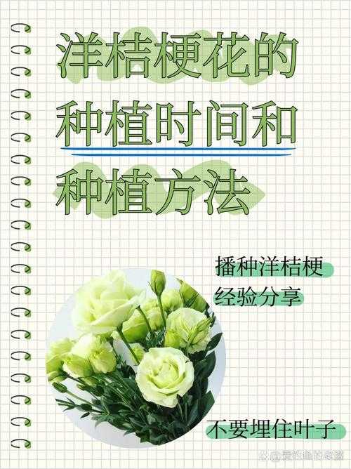 洋桔梗种植与养护技巧