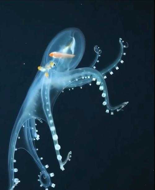 深海探秘：巨型章鱼的隐秘王国