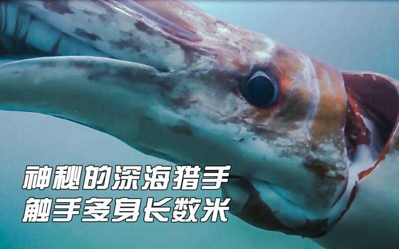 深海触手怪:揭秘神秘海洋生物的惊人习性