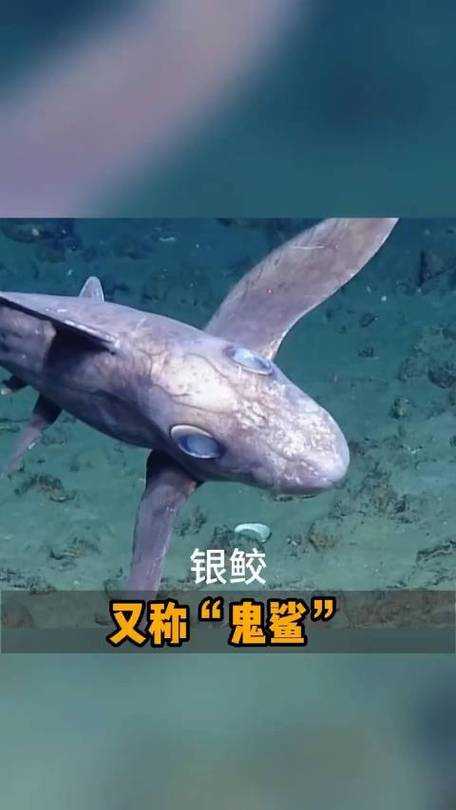 深海鬼鲨:揭秘神秘掠食者的生存之谜
