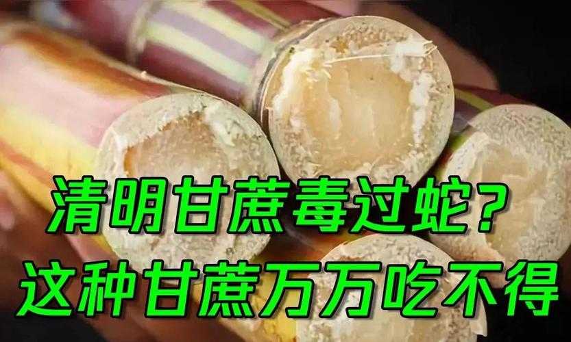 清明甘蔗毒如蛇?食用需谨慎
