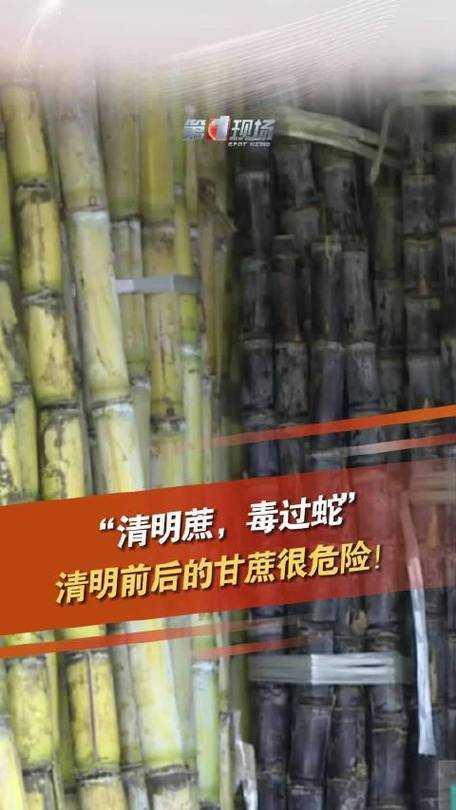 清明蔗毒过蛇真相:霉变甘蔗危害大