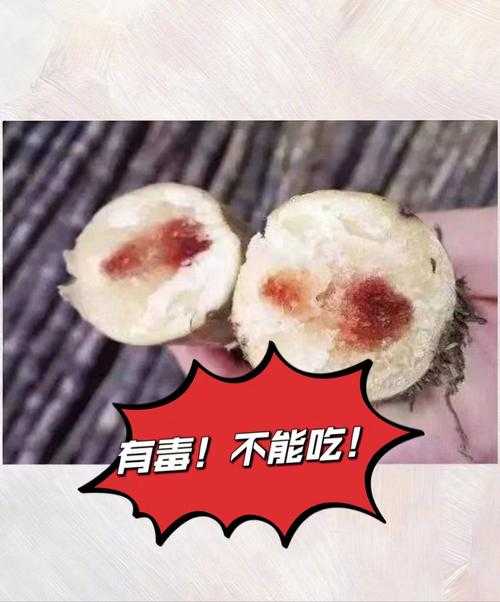 清明蔗毒过蛇真相:霉变甘蔗含致命毒素