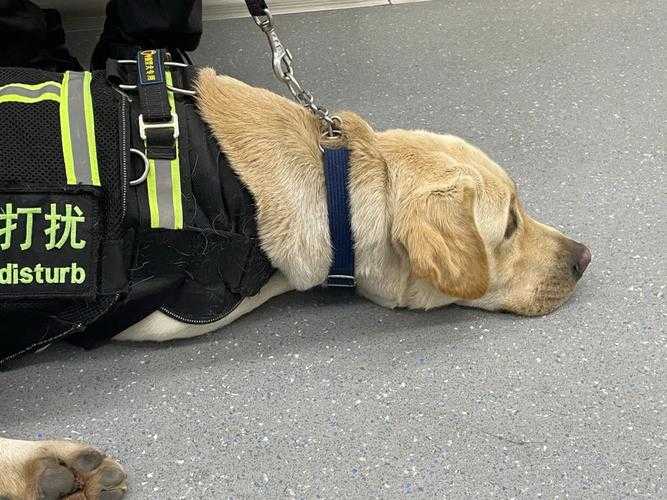 1.警犬入列,杭州地铁的新成员